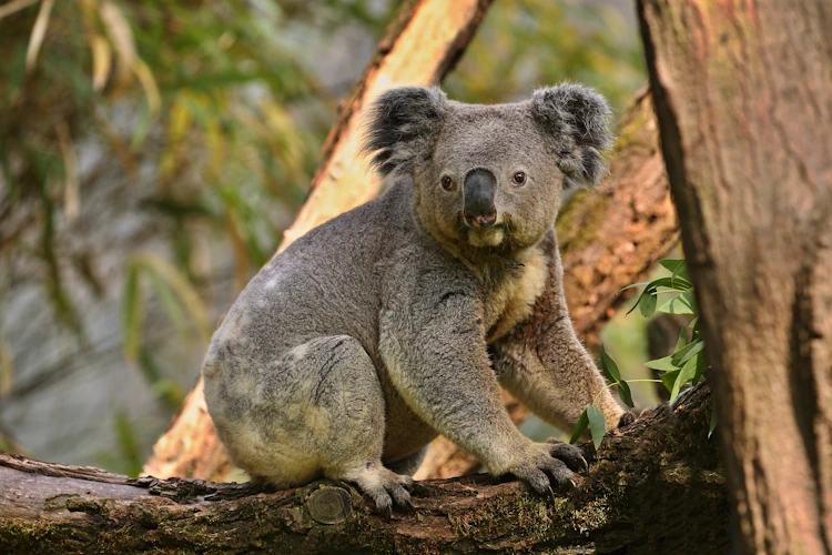 Creating a Koala Oasis: Native Plants That Attract and Sustain Koalas